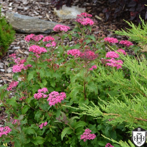 Spiraea japonica 'Crispa' - Jaapani enelas 'Crispa' C2/2L